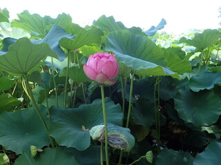 水辺に咲くピンク色の「蓮の花」