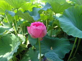 水辺に咲くピンク色の「蓮の花」