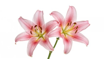 Fototapeta premium Double pink lily flowers shown on white