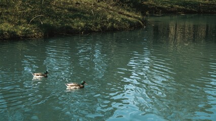 Two waterfowl floating serenely on a peaceful pond, showcasing clear water reflections.