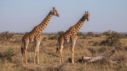Obraz premium The Giraffa camelopardalis angolensis giraffes inhabit an arid desert environment close to a flowing river.