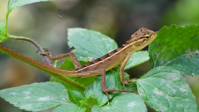 Close-up shot of an Oriental Garden Lizard (Calotes versicolor) resting still on a natural surface. The video captures the lizard&rsquo;s scaly texture, sharp eyes, and body color.