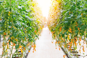 Golden sunlit tomato vines in modern hydroponic greenhouse garden automatic drip irrigation system