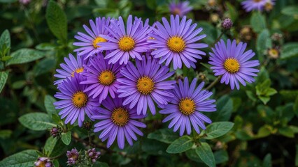 An assembly of radiant purple flowers flaunting delicate petals and vibrant yellow centers, framed by abundant green leaves, projecting a soothing and invigorating atmosphere.