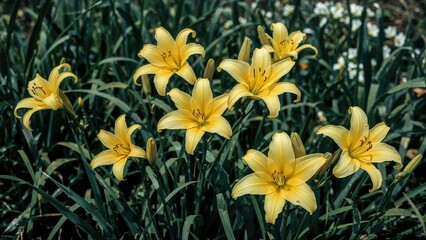 Obraz premium Bright yellow daylilies blossoming vibrantly among lush green leaves