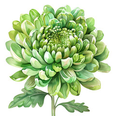 Green chrysanthemum flower with leaf on transparent background