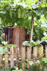 Weinstock mit grünen Trauben in Bauerngarten hinter Lattenzaun , mit offener Holztür in altem Haus