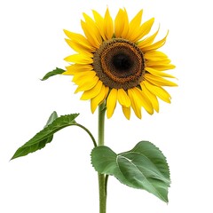 Fototapeta premium Sunflower Flower isolated on white background.