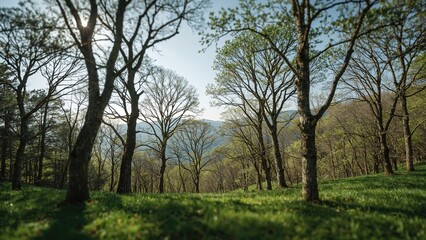 Obraz premium Mountainous scenery in spring with vibrant green trees and natural outdoor environment