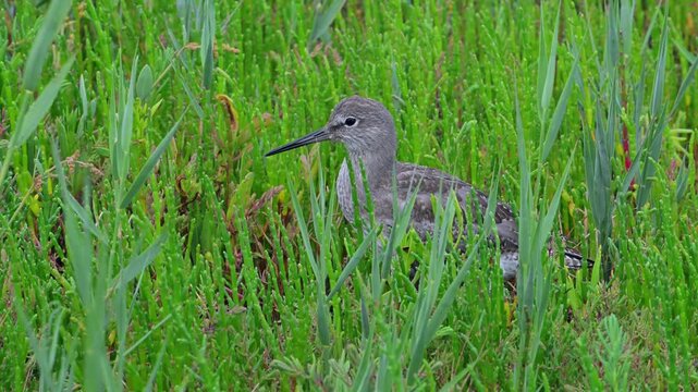 Common redshank (Tringa totanus) juvenile hidden in vegetation with glasswort on the shore of coastal saltmarsh / salt marsh along the coast in summer