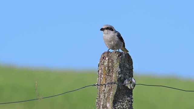 Great grey shrike (Lanius excubitor) juvenile landing on weathered wooden fence post along meadow in late spring / early summer