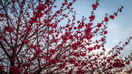 Scarlet plum flowers against a backdrop of the sky