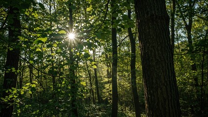 Obraz premium Bright sunlight shines through lively leaves, creating shadow patterns on textured trunks in a calm woodland setting.