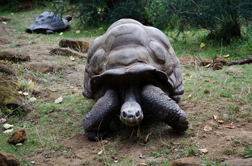 Close-up of a giant tortoise at London Zoo, showcasing its textured shell and wrinkled skin in a naturalistic enclosure.