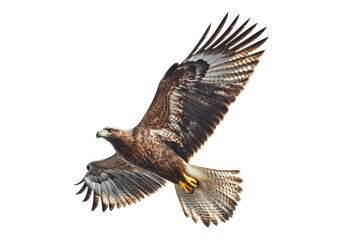 Obraz premium Majestic Eagle in Flight with Outstretched Wings Against Blue Sky
