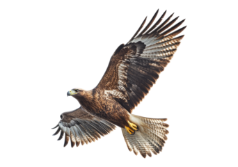 Majestic Eagle in Flight with Outstretched Wings Against Blue Sky