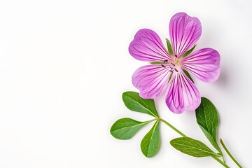 Ursinia Flower isolated on white background.close up.
