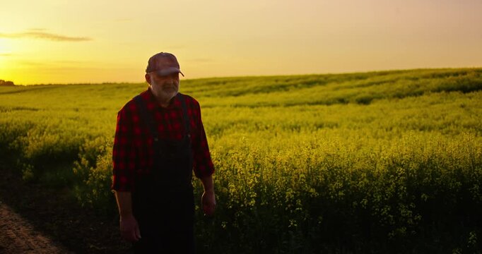 Agriculture And Agribusiness In Ecological Region, Old Man Walking Alone In Farmland, Happy Summer