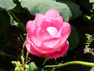 鮮やかなピンク色の「蓮の花」1輪