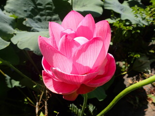 鮮やかなピンク色の「蓮の花」1輪