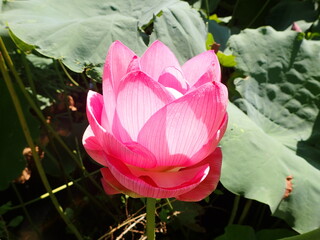 鮮やかなピンク色の「蓮の花」1輪