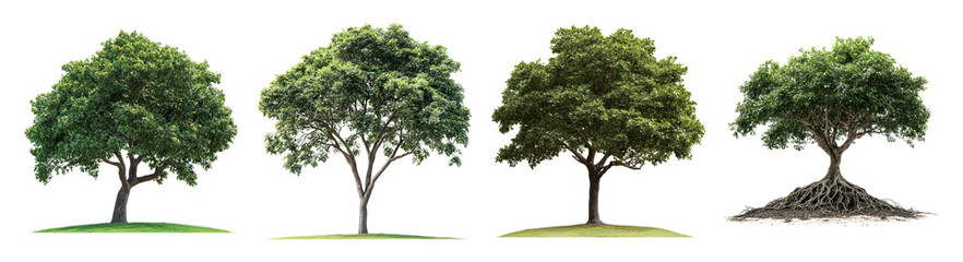 Obraz premium Four Stages of Tree Growth Illustrating Nature's Lifecycle, PNG bundle collection, Isolated on Transparent Background