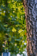Ginkgo biloba tree. Close-up: green young leaves in bright lighting with a blurry background