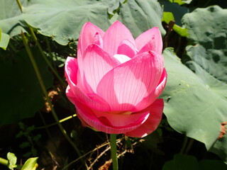 鮮やかなピンク色の「蓮の花」1輪