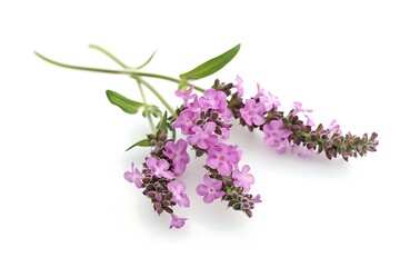 Vervain Flower isolated on white background.close up.