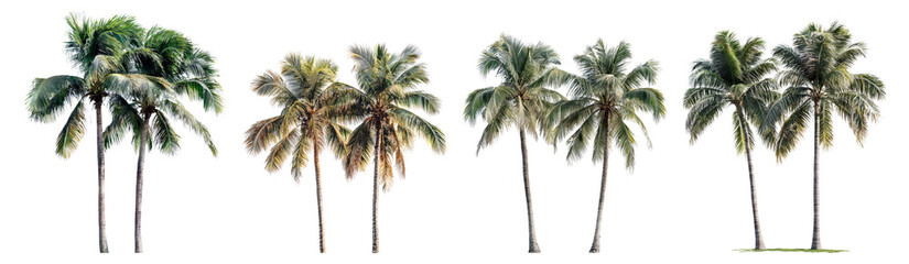 Obraz premium A Collection of Lush Tropical Palm Trees with Vibrant Colors
