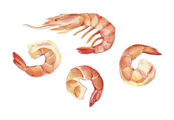 Set of watercolor hand painted raw seafood shrimps and prawns simple sketch illustration on white background. DIY elements for French cuisine menu, social media, ads and posters