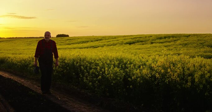 Fascinating Agricultural Region, Old Man Walking In Blooming Rape Plantation In Sunset Or Sunrise
