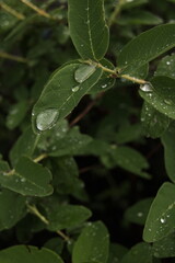 rain drops on a leaf
