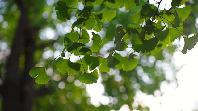 Vibrant green ginkgo leaf with delicate veins against a blurred background.