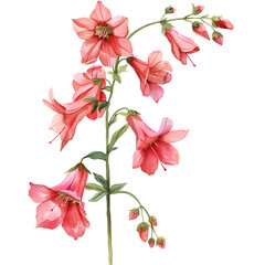 Watercolor Pink Belladonna Lily Flower on transparent background