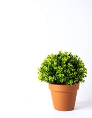 A vibrant pot filled with lush green plants, showcasing various leaf shapes and textures, set against a clean, bright white background for contrast.