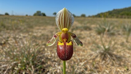 The Bee Orchid employs flower imitation to lure bees through its captivating charm.