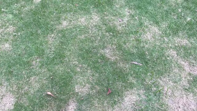 Lawn in poor condition. Green and brown spoiled grass. Lack of lawn care and maintenance of lawn covering.