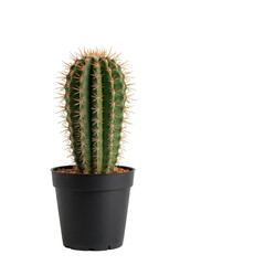 Vertical cactus plant with sharp spines, housed in a black plastic pot, ideal for home decor or minimal interiors.
