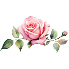 Watercolor Pink Rose with Bud and Green Leaves on transparent background