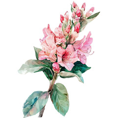 Watercolor Rhododendron Flower Blossoms and Buds on transparent background