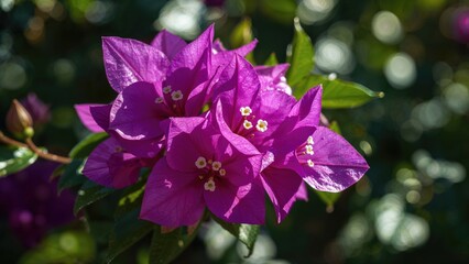 Close-up of vibrant purple Bougainvillea glabra blossoms outdoors