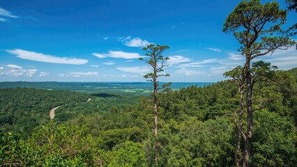 Obraz premium Nature exploration amidst trees and greenery