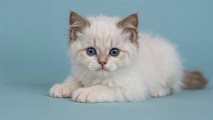 Young Ragdoll Feline