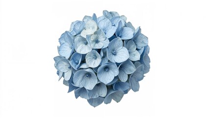White background hydrangea flower clipart with clipping mask