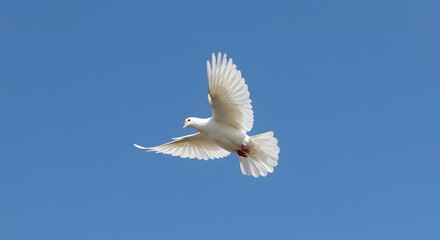 Obraz premium A white dove soars gracefully against a vibrant blue sky, wings outstretched in mid-flight.