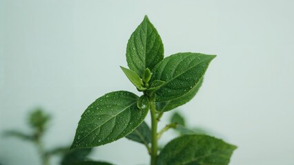Fototapeta premium A Gorgeous Healthy Green Plant