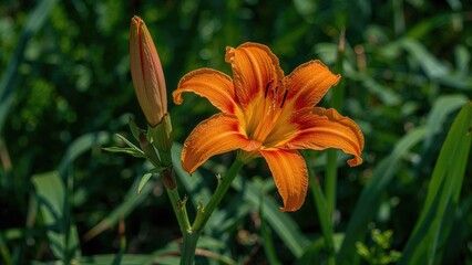 Floral Close-up of Orange Daylily and Pistil in Spring