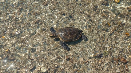 Obraz premium Turtle swimming in waters burdened by nutrient-rich pollution from widespread environmental contaminants.