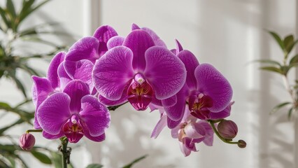 Naklejka premium Purple orchids brighten up workspace atmosphere